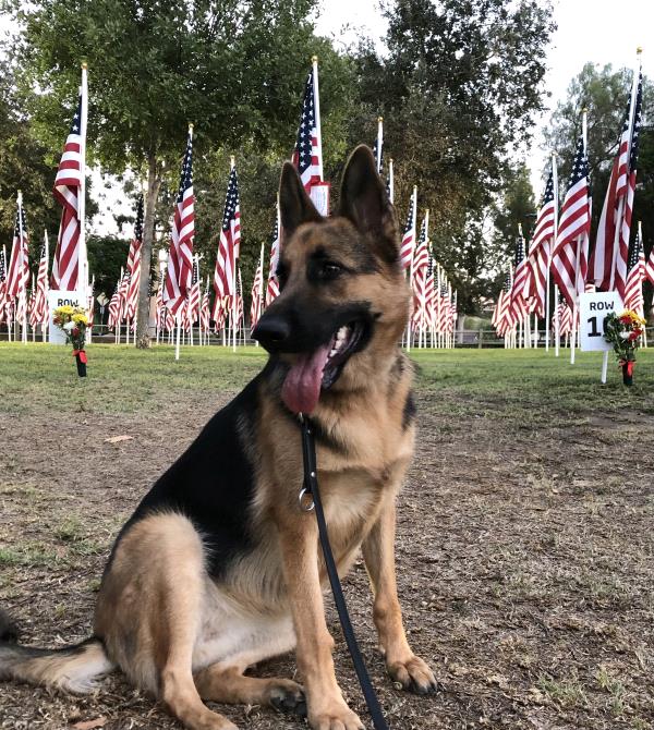 /Images/uploads/International Guiding Eyes Inc/gdapawsitivitycalendar/entries/20784thumb.jpg